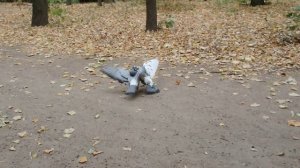 Белки. Небольшая подборка за сентябрь