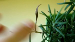 Что стало с Розмарином после обрезки корней.