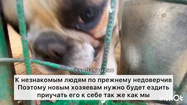 Бульдог Шанти ищет хозяев! Приют «Щербинка» SOBAKA-UZAO.RU