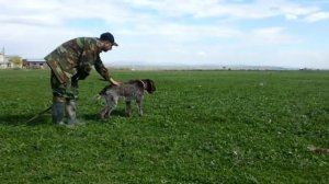 Секреты натаски Дратхаара на перепла