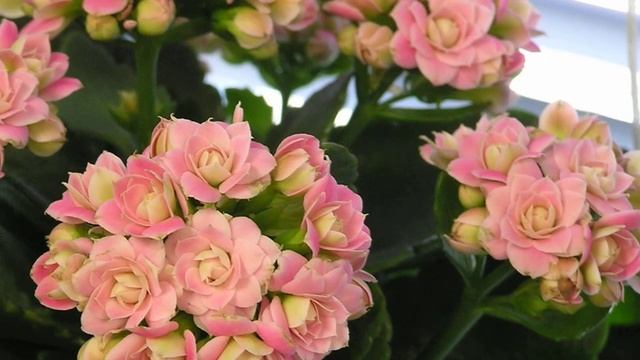 Растения зацветут пышнее, чем в магазине. Маленькая хитрость цветовода. смотреть онлайн