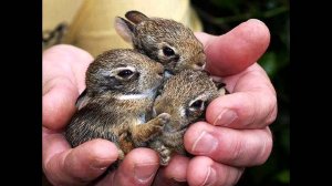 Детеныши животных в ладошках