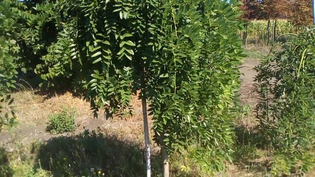 Софора японская плакучая | Plante.md смотреть онлайн