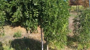 Софора японская плакучая | Plante.md