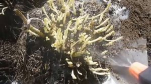 О флоксах, которые зимовали в подвале