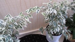 Фикус Бенджамин в моей коллекции цветов.