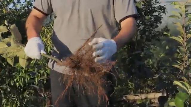 Выбор саженца (однолетка яблони) смотреть онлайн