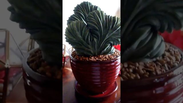 The Succulent Source Exact Crested Blue Candle Cactus Myrtillocactus Geometrizans смотреть онлайн