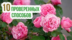 Подкормка роз в августе - это ВАЖНО сделать! Уход за розами в августе: все подкормки