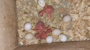 Снова подкладываем яйца и птенцов волнистых попугаев.