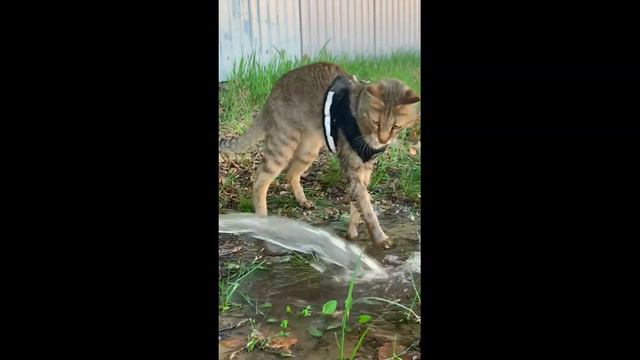 Чаузи и вода смотреть онлайн