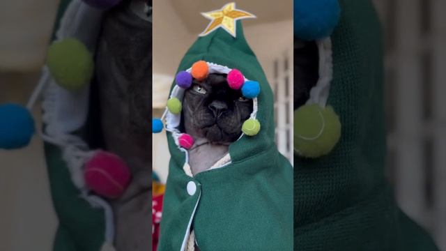 Under the Dragon tree 🎄🎁 смотреть онлайн