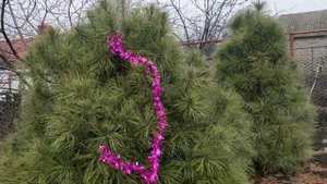 Эрика Дарлейенская