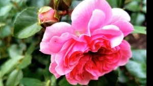 #почвопокровнаяроза Роза, которая может удивить! Роза Ле Катр Сэзон.