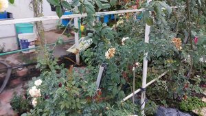 Hoa hồng ngoại Marc Antoine Charpentier rose