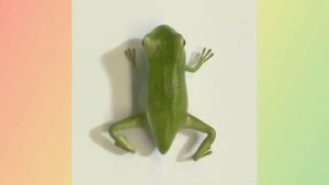Как появляется лягушка