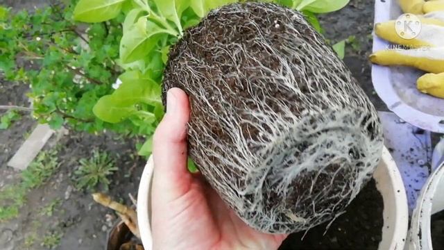 Начинаю высаживать ампельную петунию в кашпо на ПМЖ? смотреть онлайн