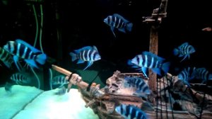 Аквариум фронтозы