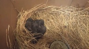 126/ Крольчиха не нарвала пуха и я ее поселил с малышами на кухне.