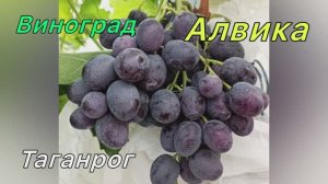 Виноград Алвика