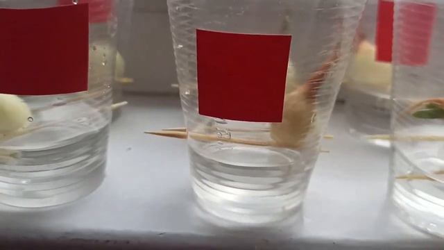Біотестування загальної токсичності води за ростом коренів цибулі смотреть онлайн