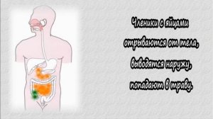 Бычий цепень