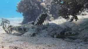 Рыба крокодил