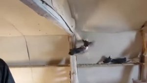 город Гусь Хрустальный, голуби Сергея Сухова.