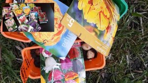 Контейнерная посадка тюльпанов в открытый грунт. Демонстрация сортов с названиями.