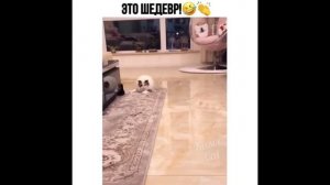 Лютые мемы с котами. КОТ СЪЕЛ НАУШНИК. смешные мемы