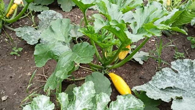 Собираю урожай кабачков. Желтоплодный. смотреть онлайн