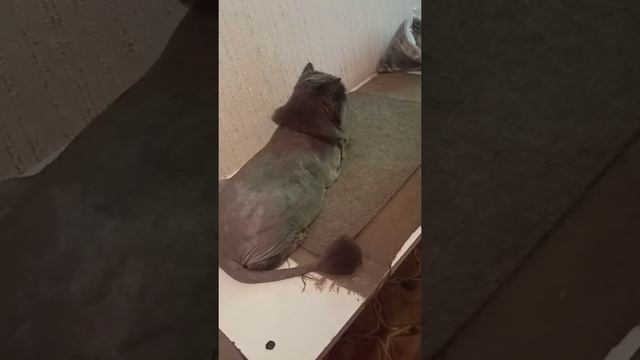 A cat with a lion's mane. Getting rid of wool tangles./Кот с львиной гривой. Избавление от колтунов