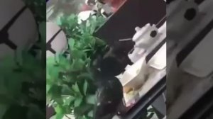 ?️ Голуби дерутся за гренки на веранде

Хлеба и зрелищ просили?