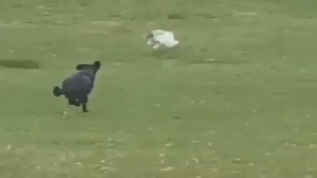 Самые глупые и тупые животные-stupit animal смотреть онлайн