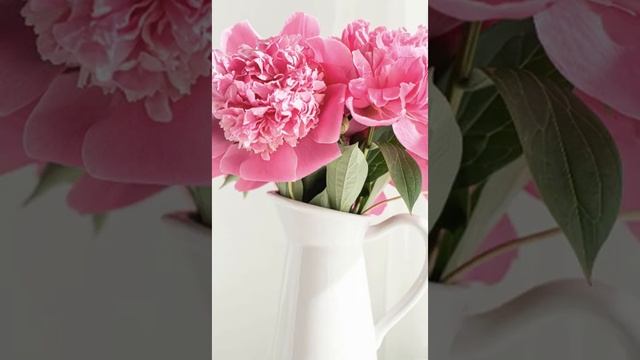 Apprenez le Français avec Manim #5 : Les fleurs sont dans le vase.