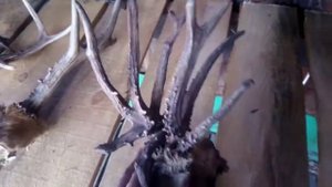 Необычные рога ,сибирской косули.