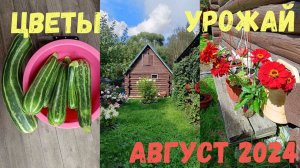 Дачные истории | Урожай кабачков | Цветы | Август 2024