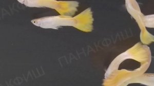 Гуппи жёлтый разведения ПАНАКФИШ (Poecilia reticulata)
