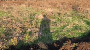 Плантация ежевики, осваиваем ещё 2 гектара.
