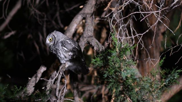 Western Screech Owl Call смотреть онлайн