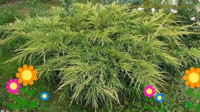 Можжевельник средний Мордиган Голд. Краткий обзор, описание juniperus?pfitzeriana Mordigan Gold