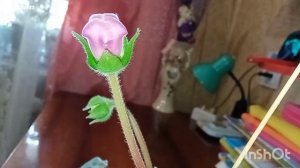 Глоксиния после периода покоя.Цветение.Уход.