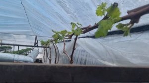 Виноград в теплице у @biznes-50 в феврале. Нормировка побегами.