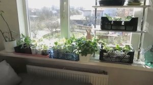 Подставка для рассады и цветов на подоконник Чако 4 У Ясень. Нарезка фрагментов с канала Аленин Сад