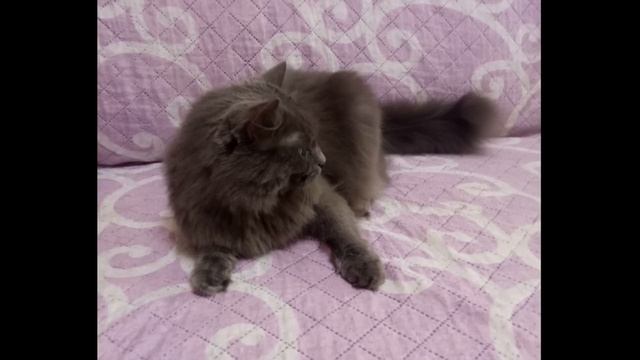 Мисс Vong Я НЕ ВОНЯЮ!!! / ВДОХНОВИЛАСЬ ЯПОНКАМИ / БУКЕТ ОТ ЛЕХИ