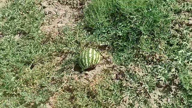 Как влияет схема посадки бахчи на размер арбуза?| Арбуз АУ Продюсер смотреть онлайн