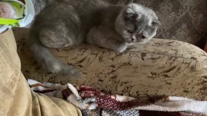 Кошка балдеет и отдыхает. Широко зевает и засыпает.