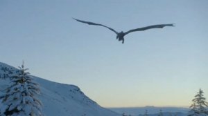 Игра престолов - Джон впервые летает на драконе 8х1