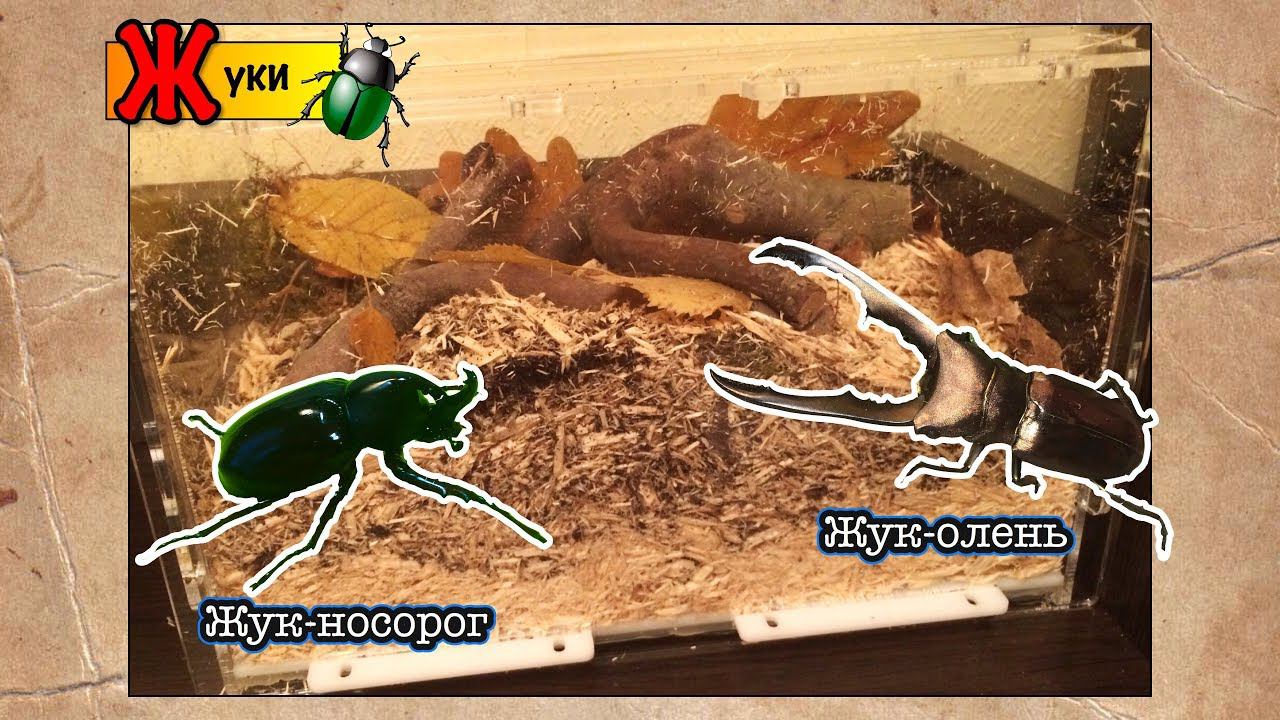 Содержание жуков дома, жук-носорог, жук-олень // Xylotrupes Gideon // Cyclommatus metallifer смотреть онлайн
