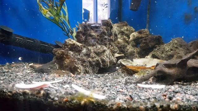 Сом Европейский в аквариуме в домашних условиях